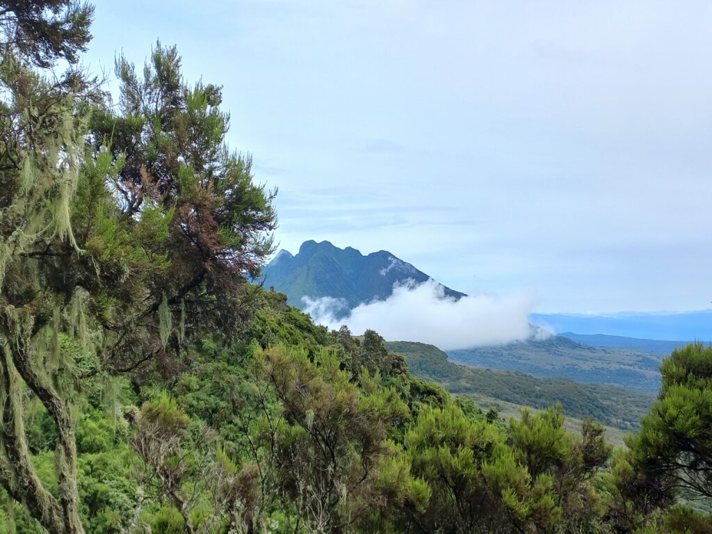 MGAHINGA GORILLA NATIONAL PARK - Mukisa Safaris Uganda 2024