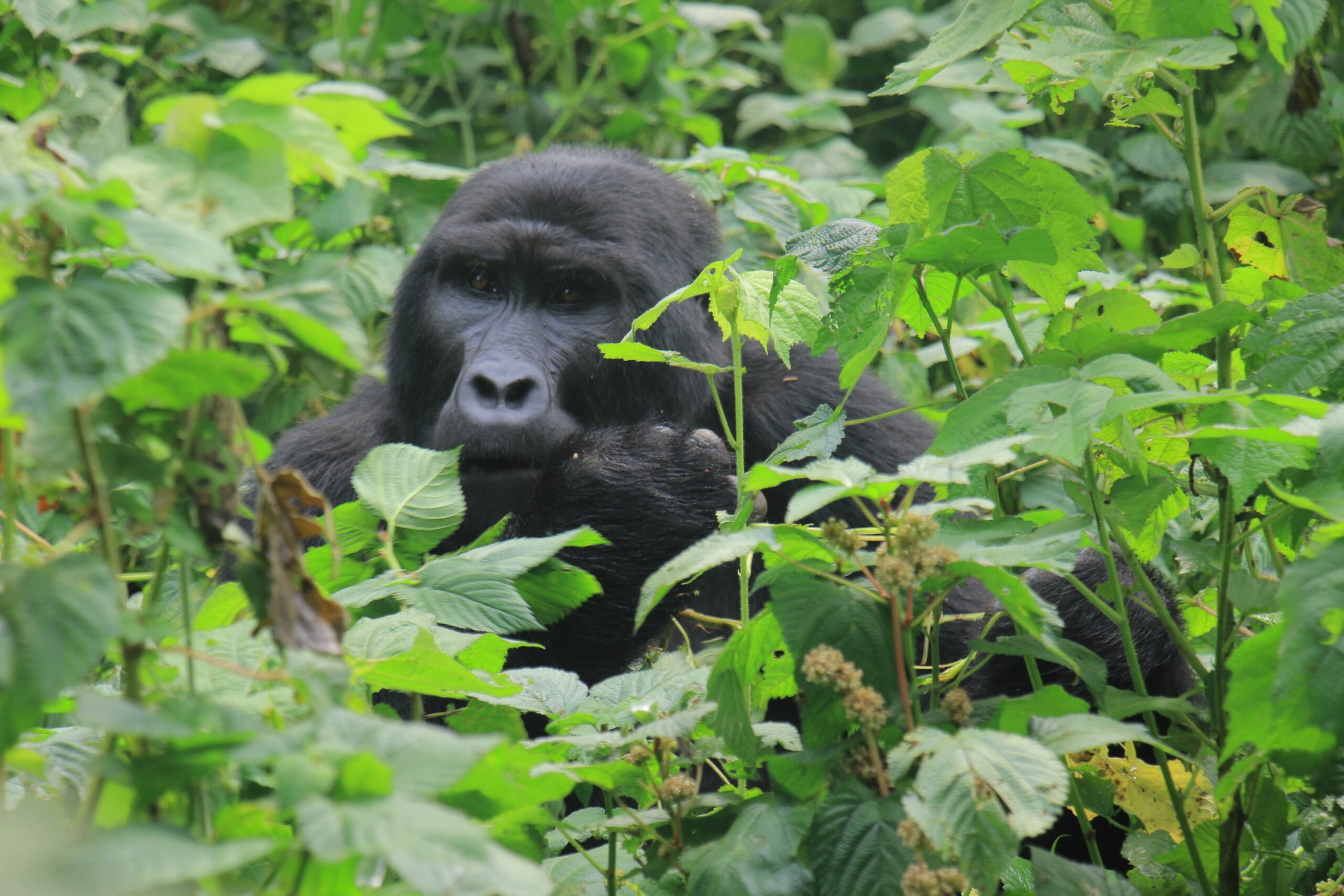 www.mukisasafarisuganda.com best tour agency company safaris gorilla tracking bwindi wild game viewing adventure photos min scaled