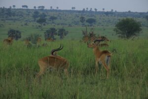 best-tour-operator-big-five-of-africa-wild-animals-travel-adventure-beautiful-nature-exploaration-photo