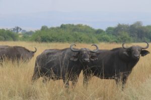 best-tour-operator-big-five-of-africa-wild-animals-travel-adventure-exploaration-photos