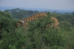 best-tour-operator-big-five-of-africa-wild-animals-travel-agency-adventure-exploaration-photo