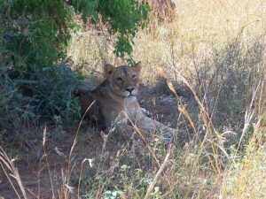 best-tour-operator-big-five-of-africa-wild-animals-travel-lion-cubs-adventure-exploaration-photo