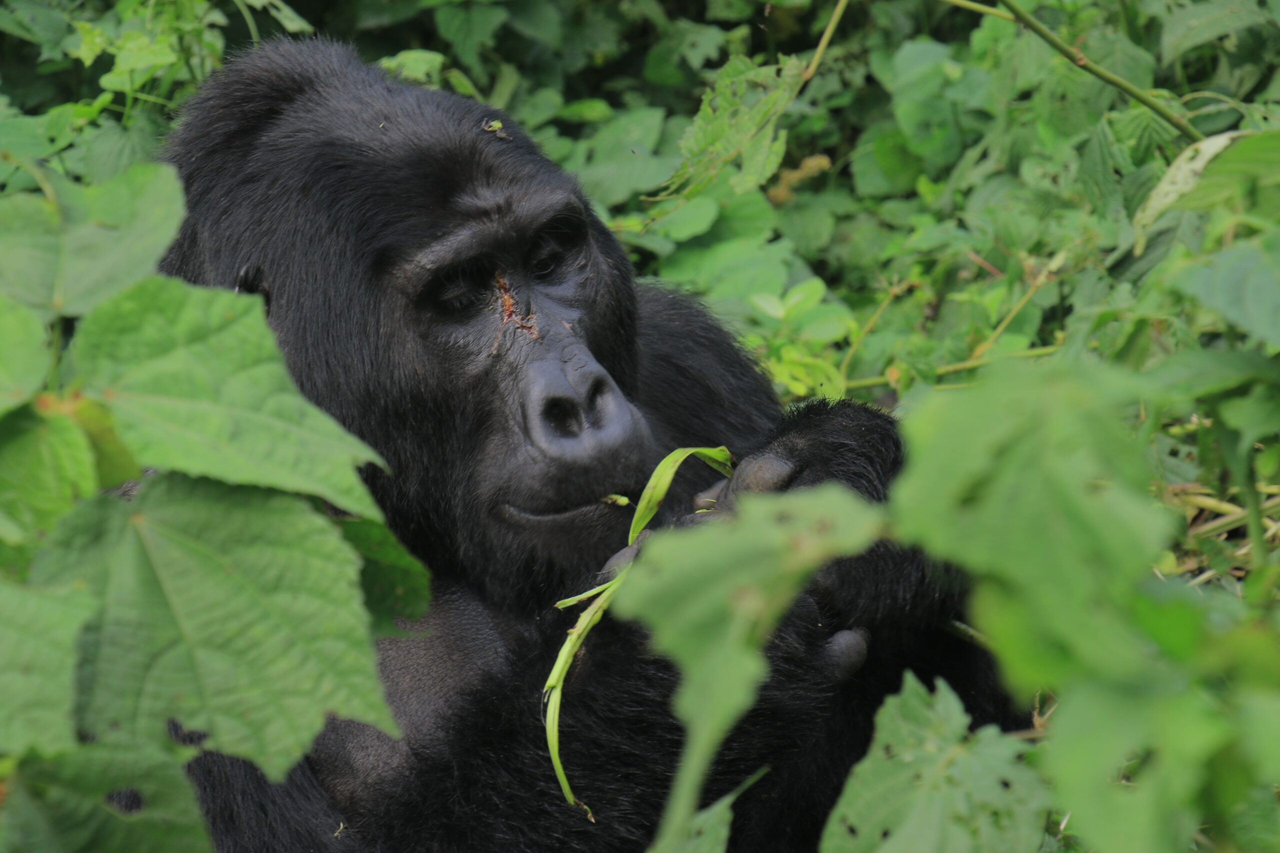 www.mukisasafarisuganda.com best tour travel operator c0mpany gorillas chimpanzee tracking trekking photos min scaled