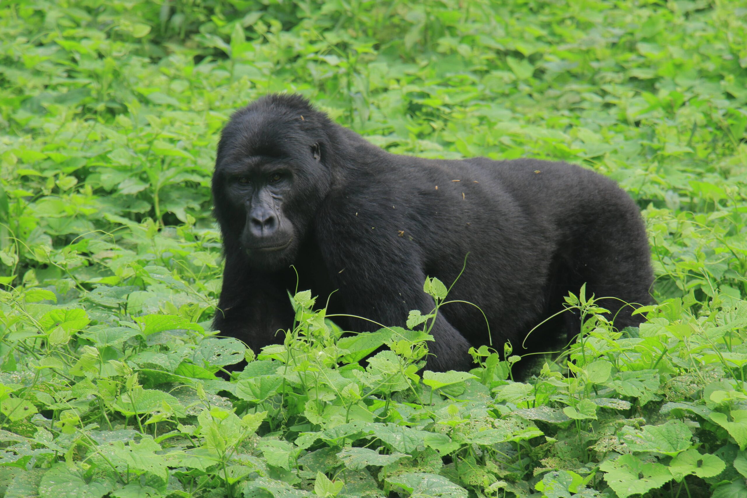 www.mukisasafarisuganda.com gorillas trekking tracking primates big five africa masai mara best photo min scaled