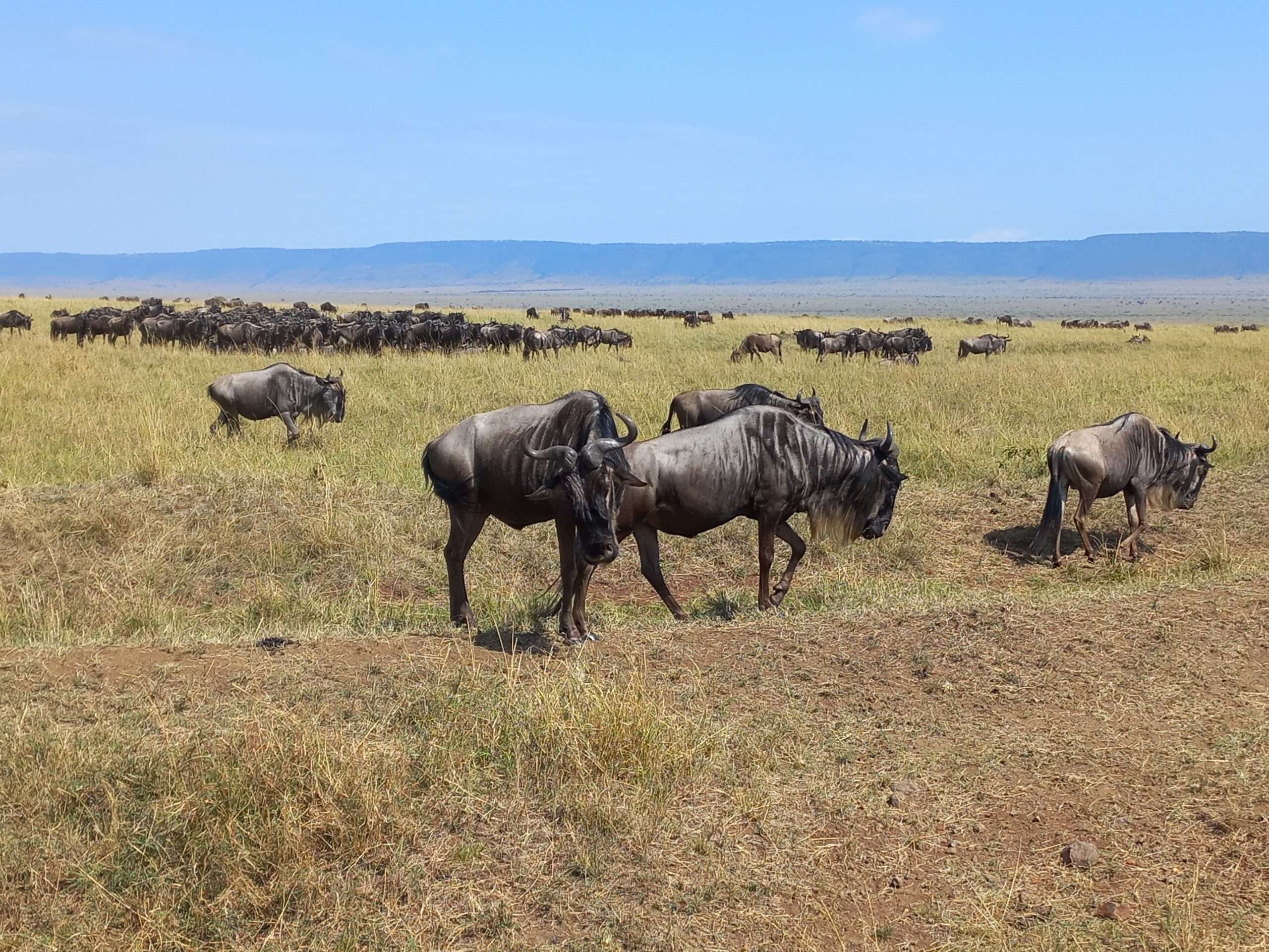 Masai Mara destination photo min scaled
