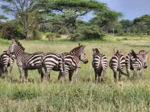Serengeti National Park Destination