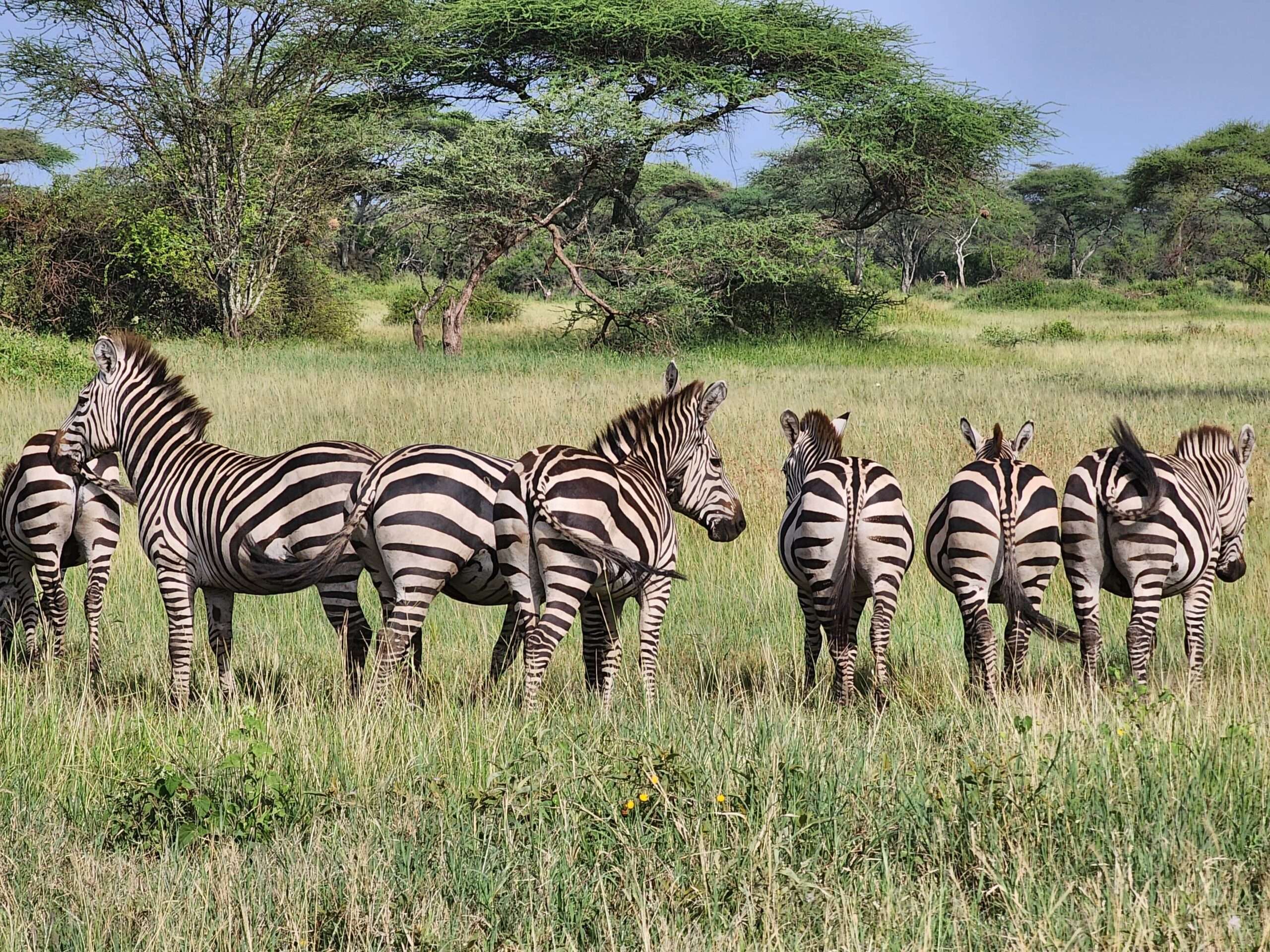 Serengeti National Park Destination photo min scaled