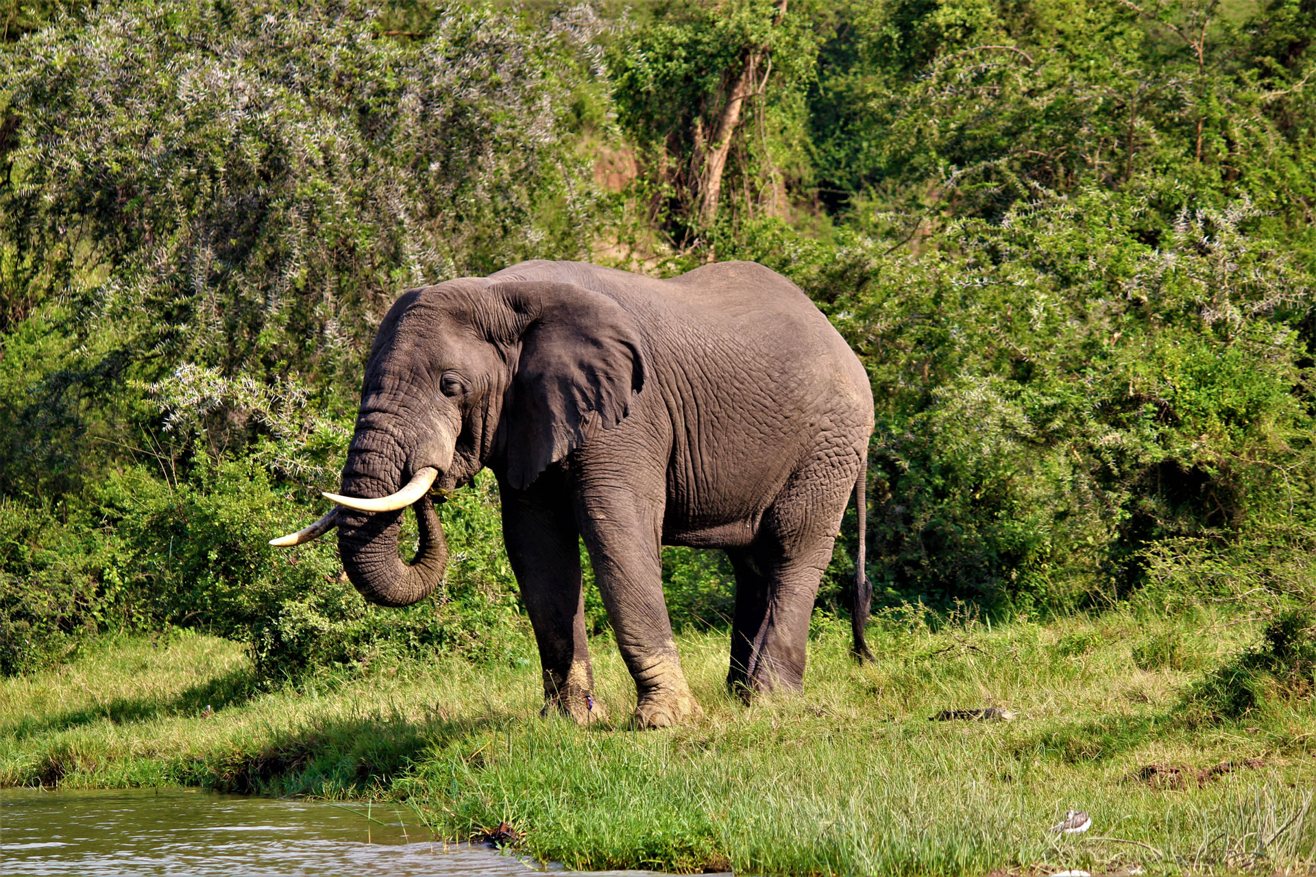 Uganda Primates Wildlife Rafting Safari