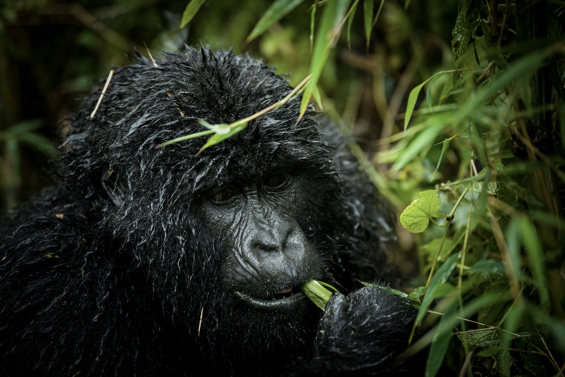 Rwanda Gorilla Safaris - Mukisa Safaris