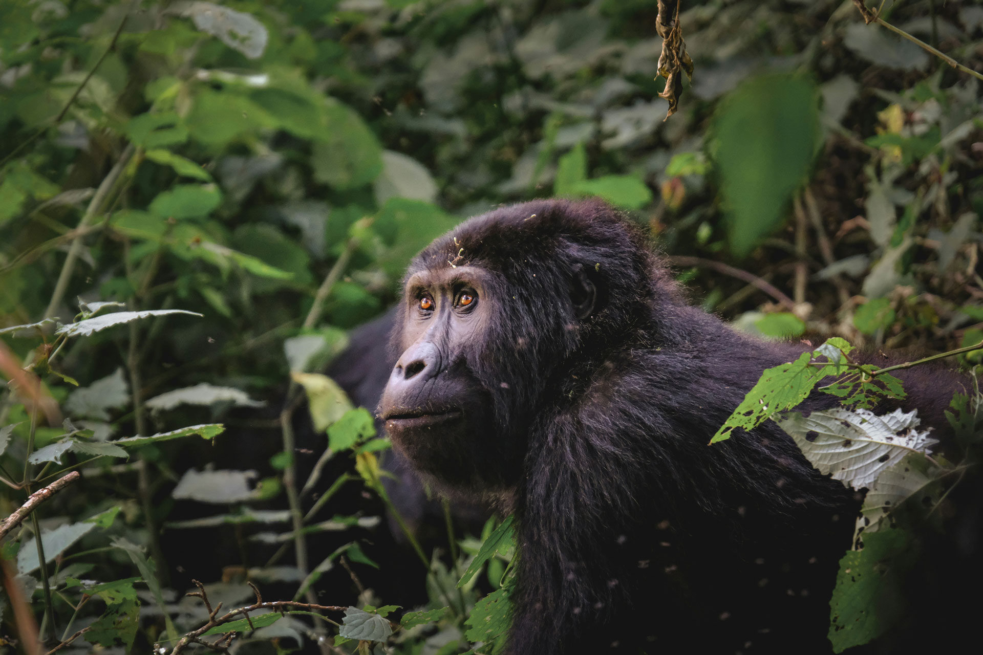Uganda Gorilla Safaris