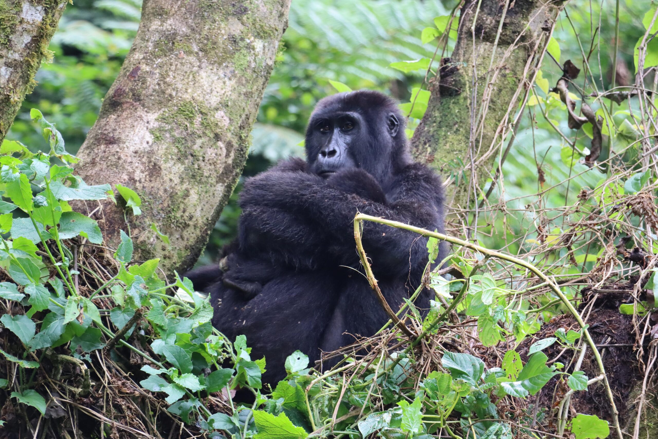 Uganda Primates Wildlife and Rafting