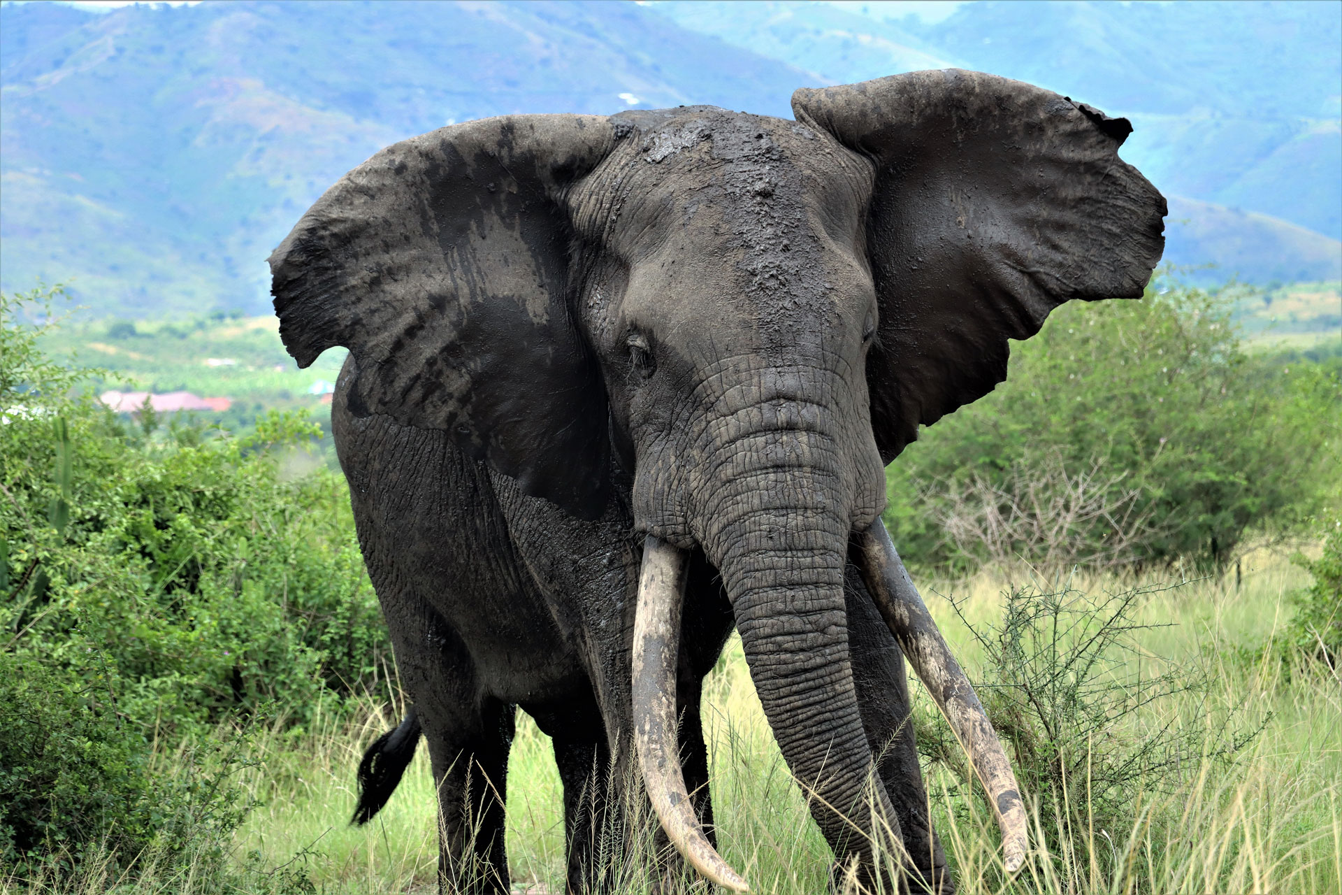 East Africa Safari Tours