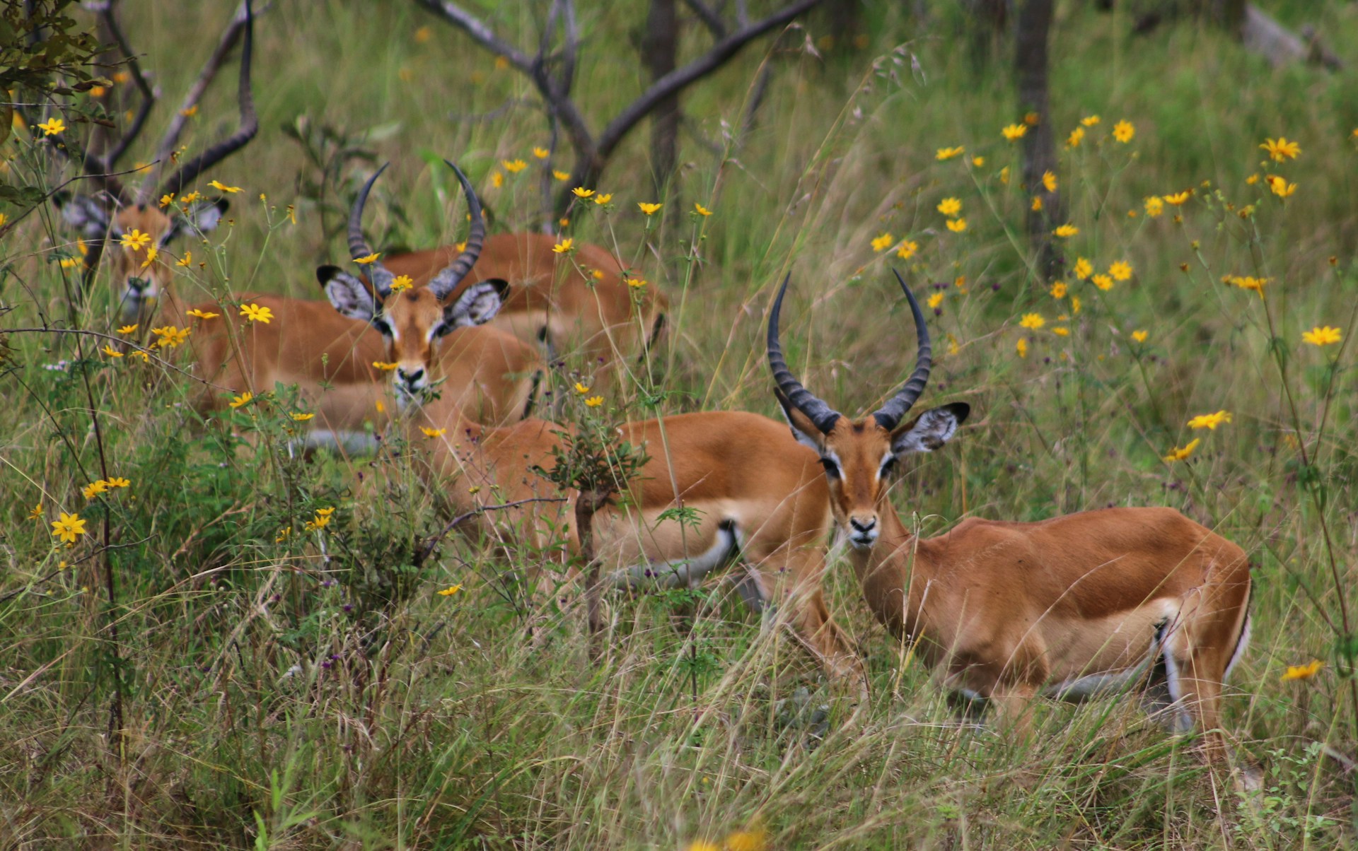 Akagera National Park - Mukisa Safaris