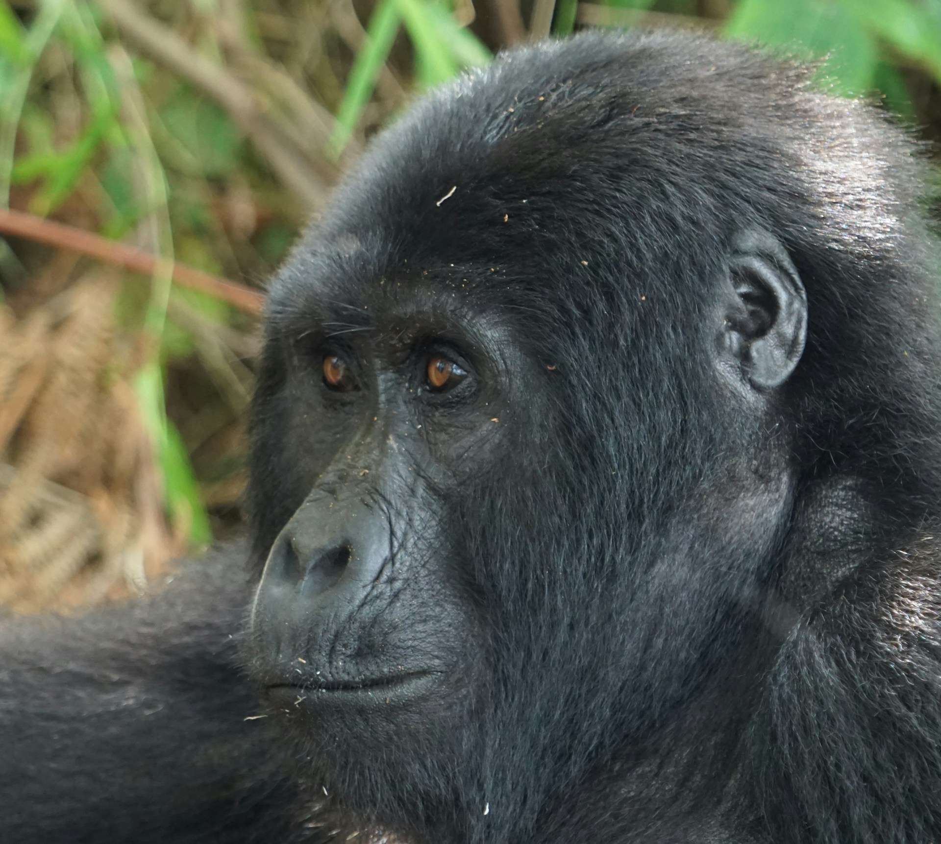 Gorilla Trekking - Mukisa Safaris