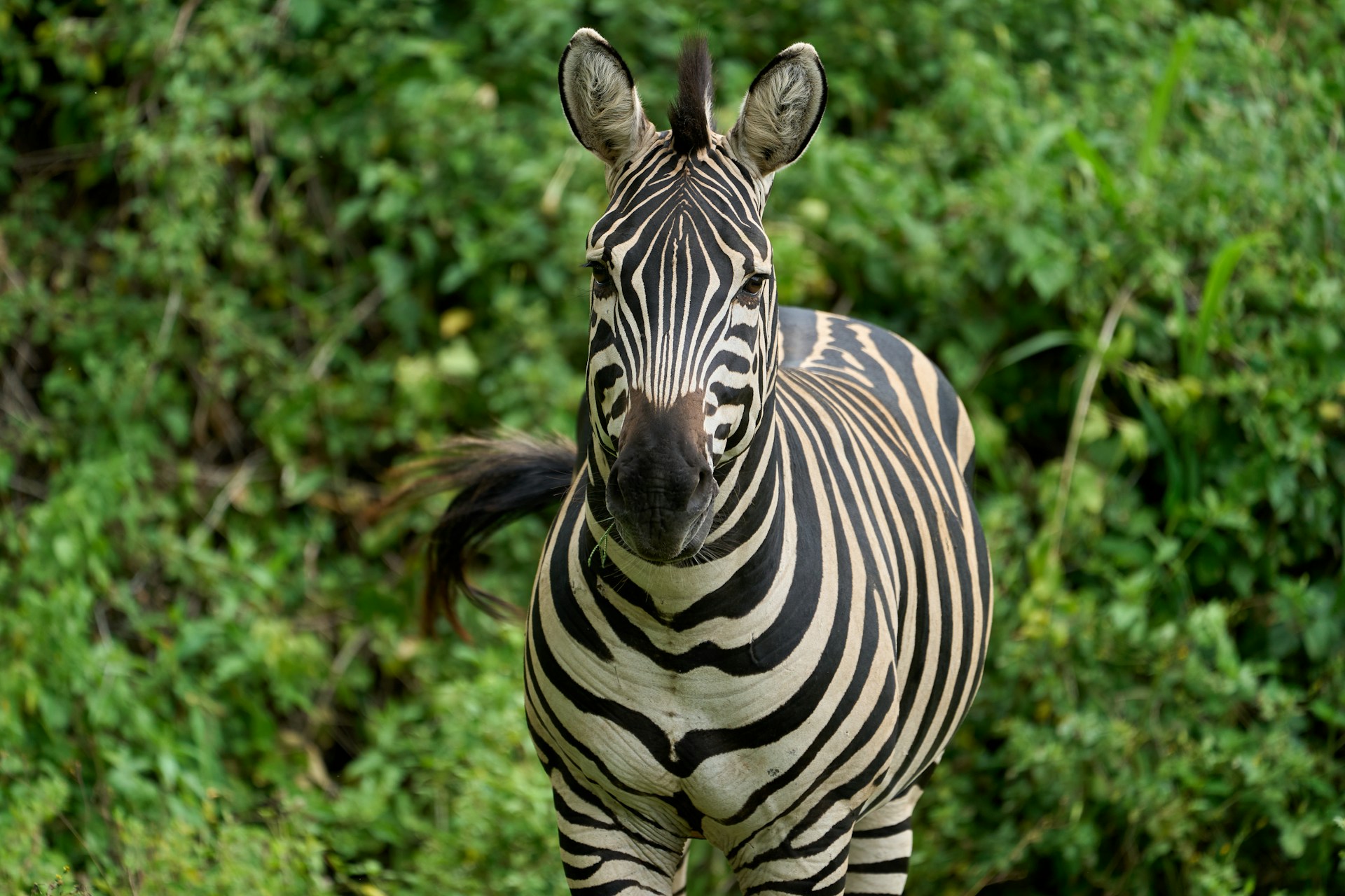 Lake Manyara National Park