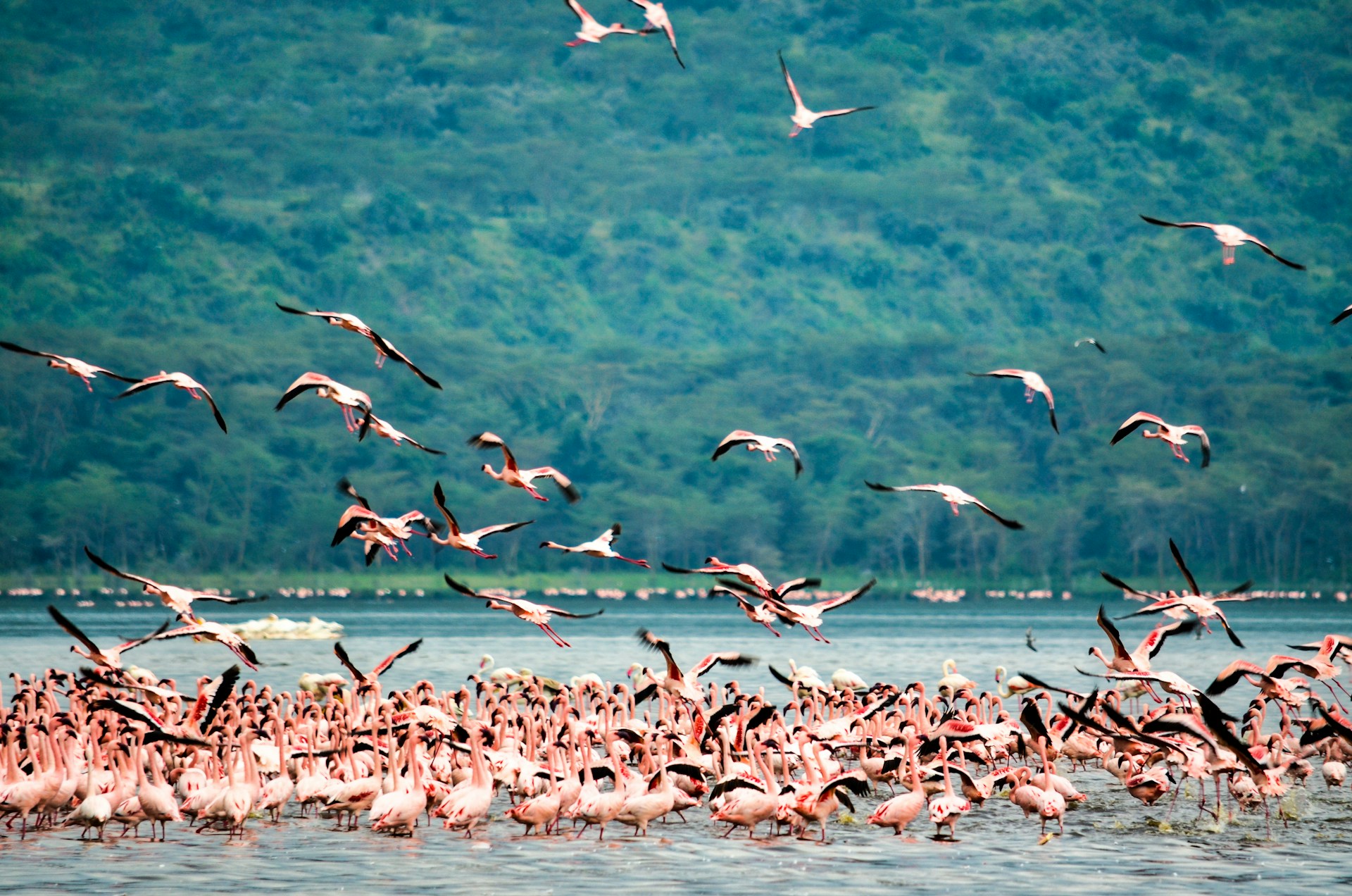 Lake Nakuru National Park - Mukisa Safaris
