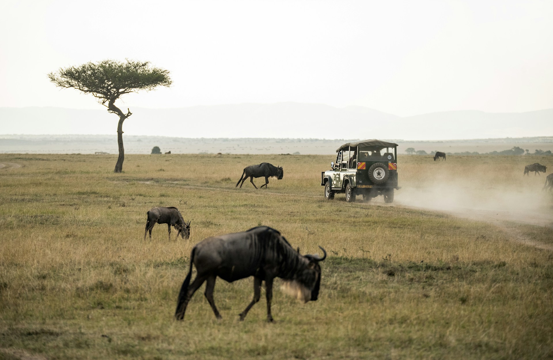 Kenya Wildlife Safaris