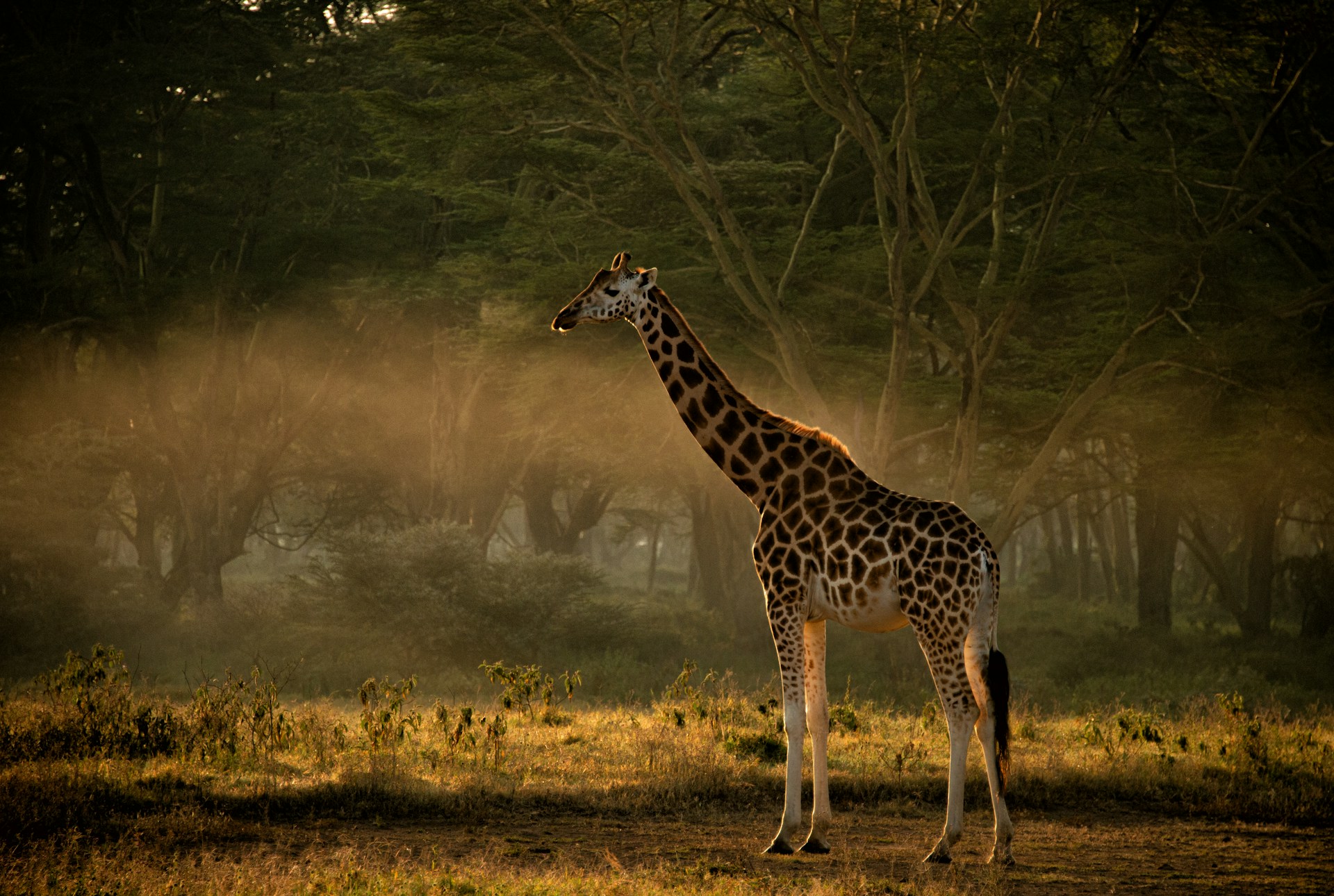 Samburu National Reserve - Mukisa Safaris