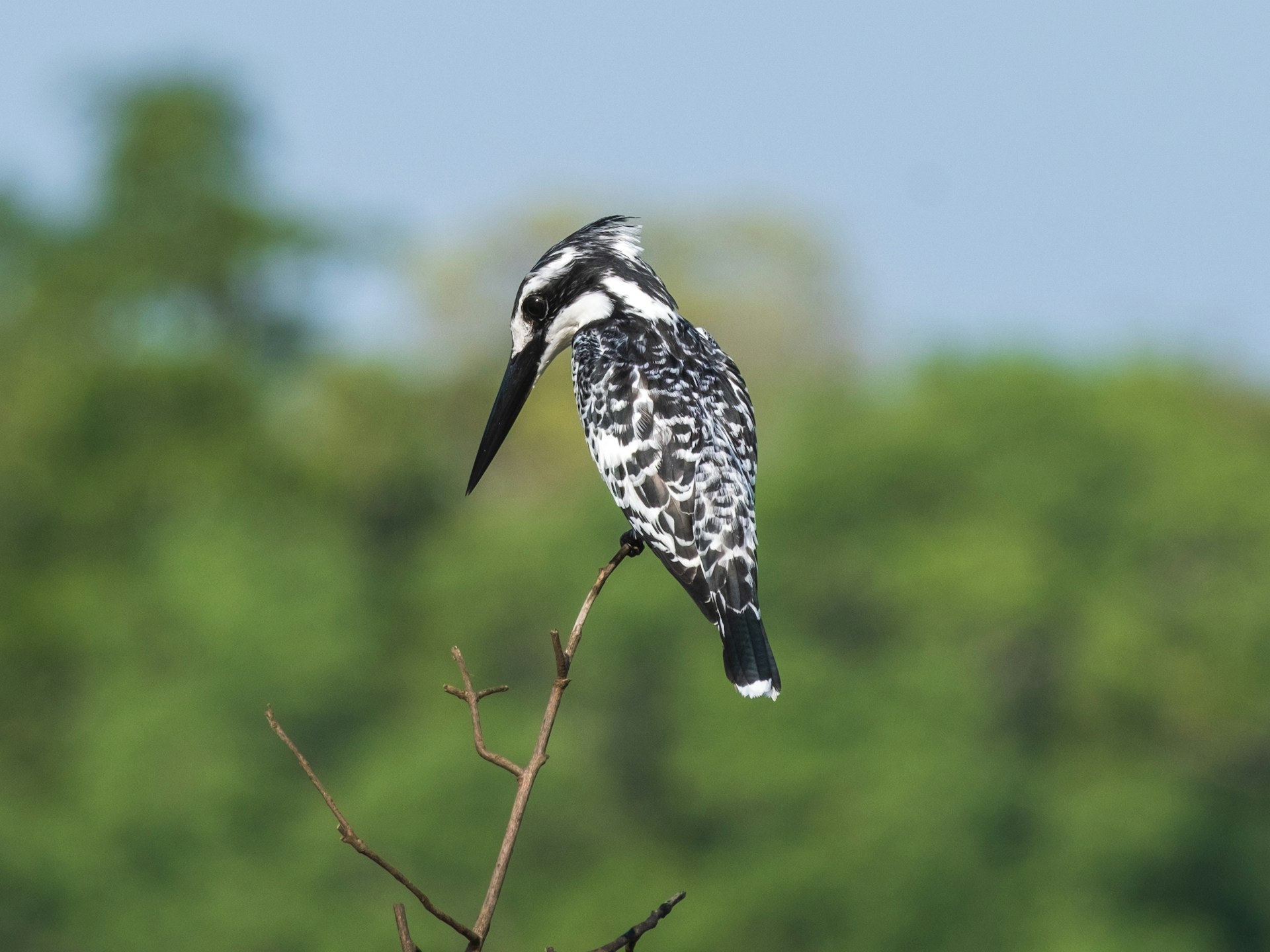Tanzania Birding Safaris