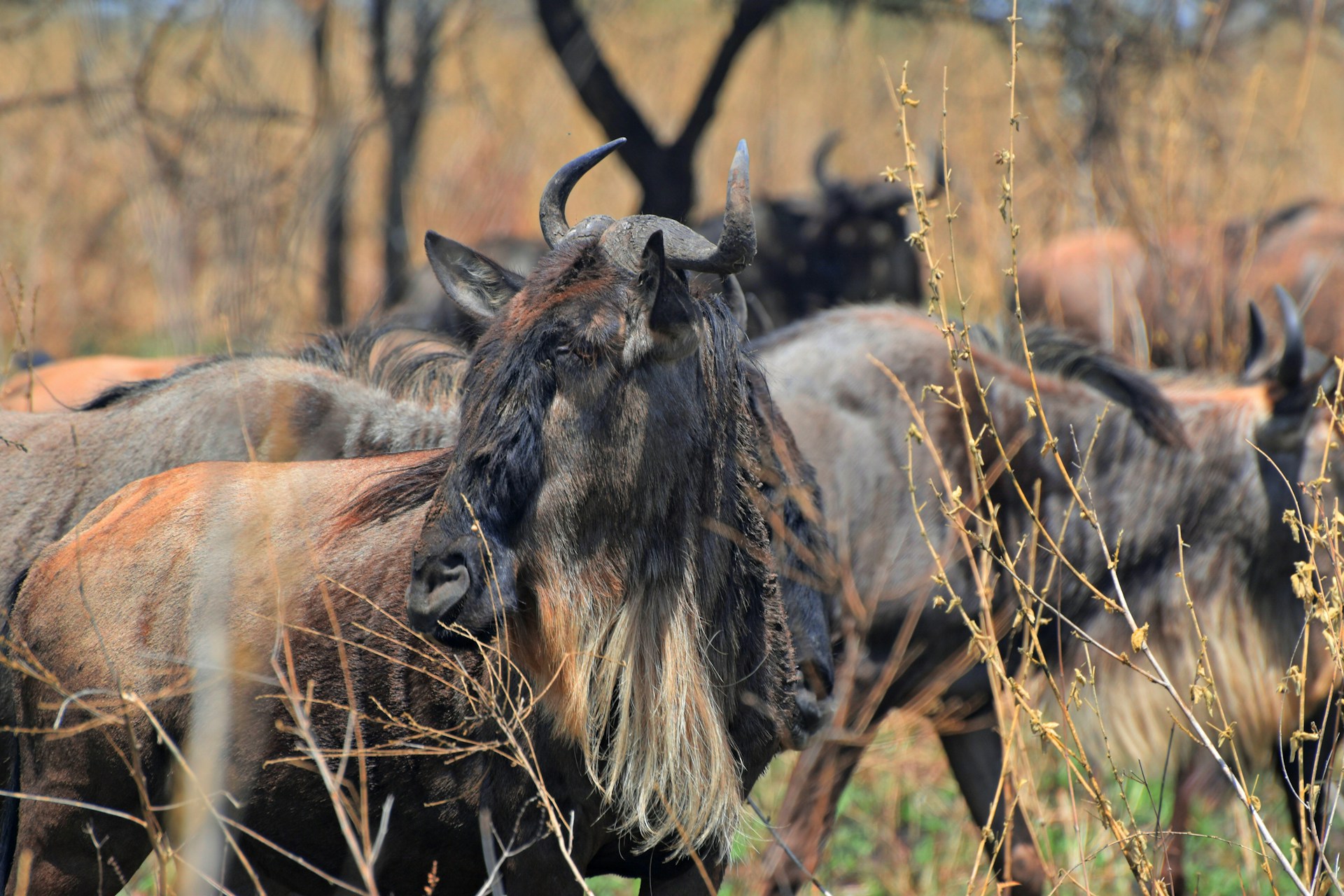 Tanzania Wildebeest Migration