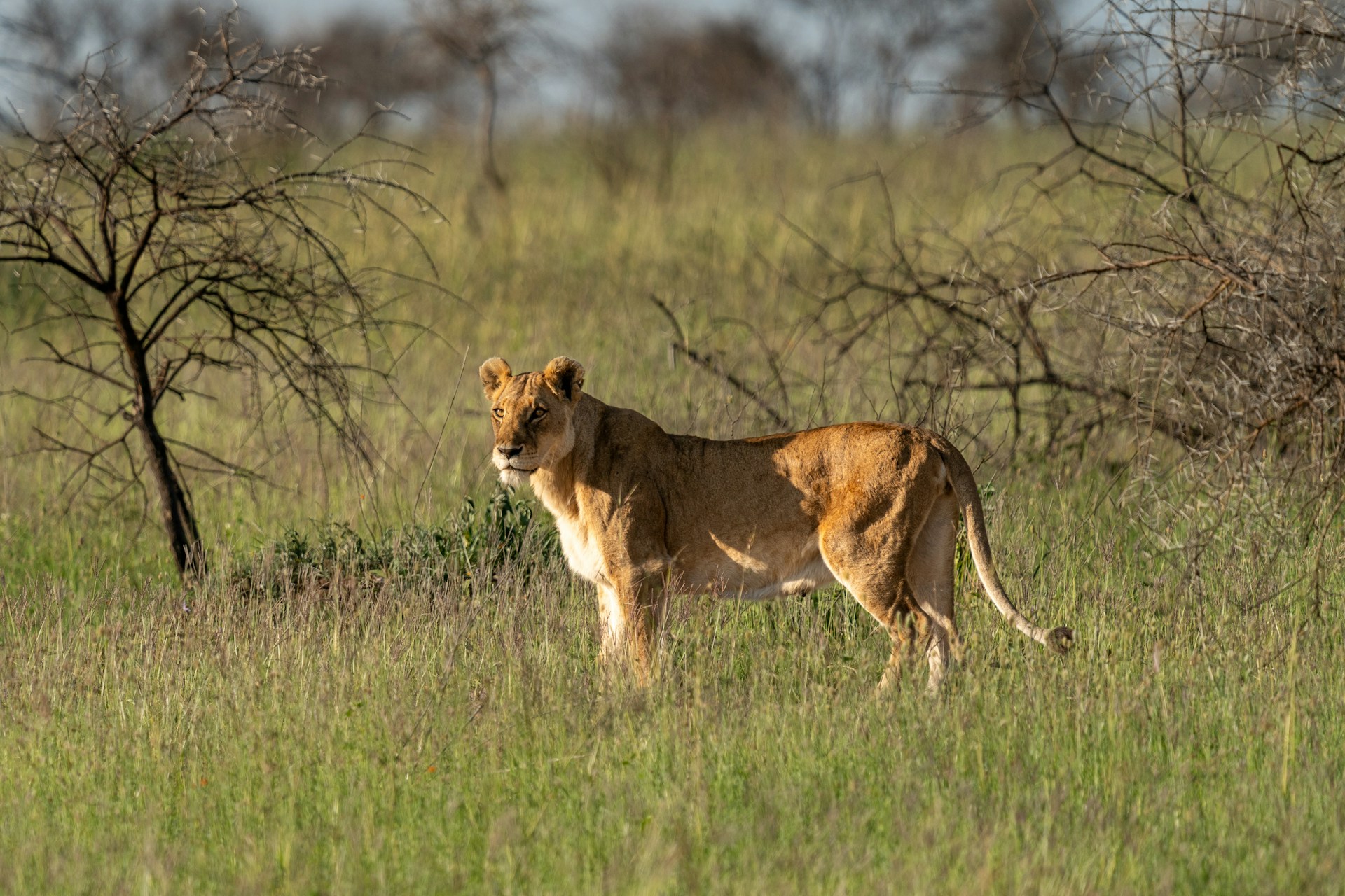 Tanzania Wildlife Safaris