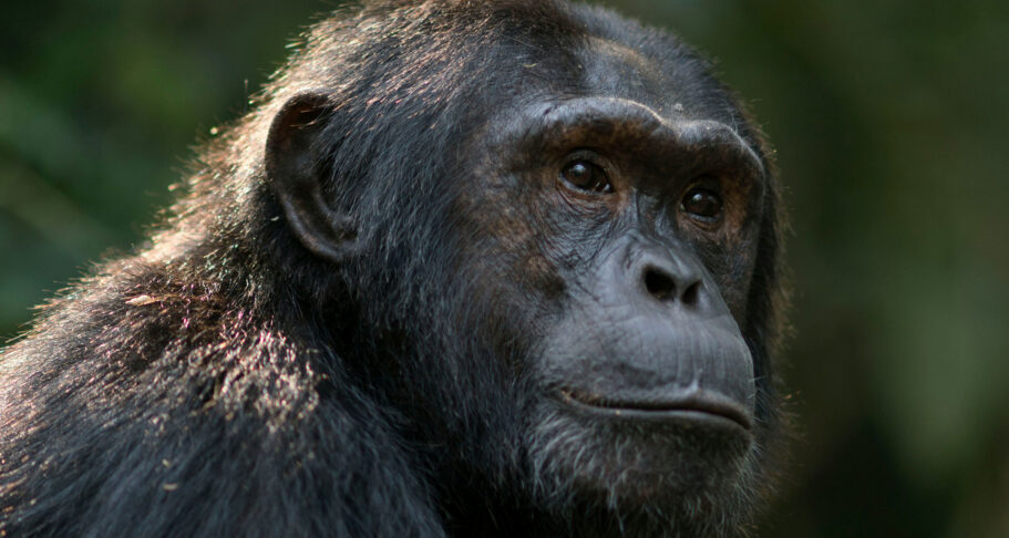 Chimpanzee-Tracking---Mukisa-Safaris Chimpanzee Tracking in Uganda