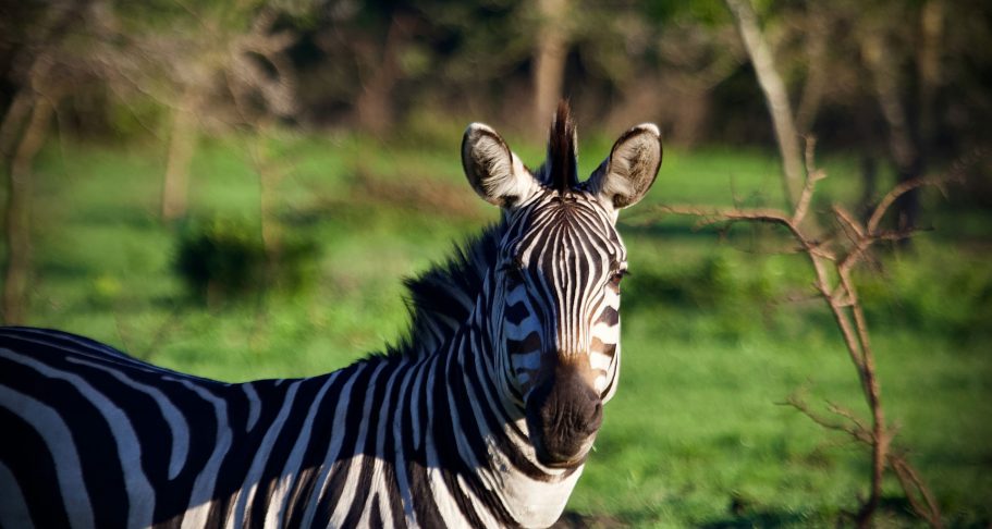 Lake Mburo Uganda