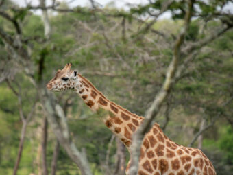 Mukisa--Safaris-Uganda Uganda gorillas and wildlife safari