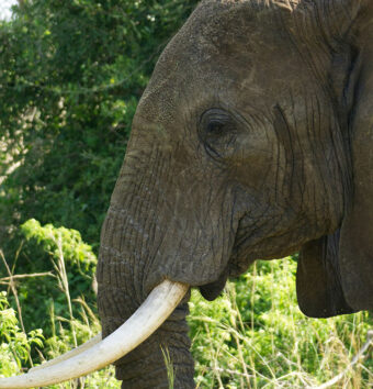 Uganda Primates Wildlife Rafting Safari