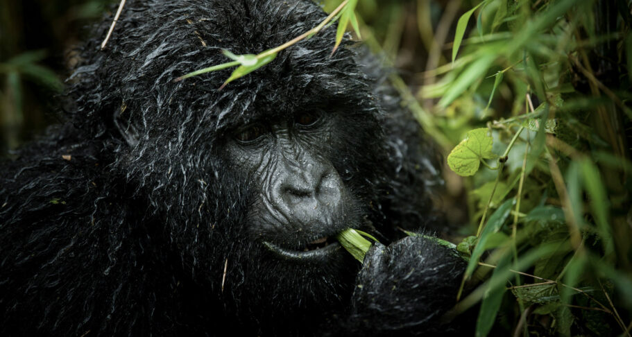 Rwanda-Gorillas Rwanda Gorilla Safaris - Mukisa Safaris