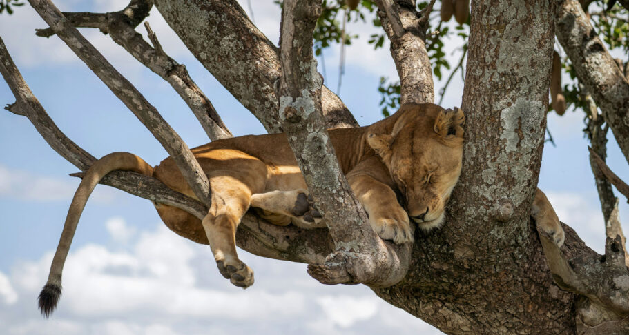 Serengeti-Tanzania