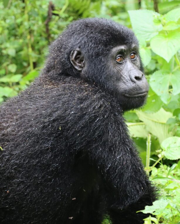Bwindi Impenetrable National Park