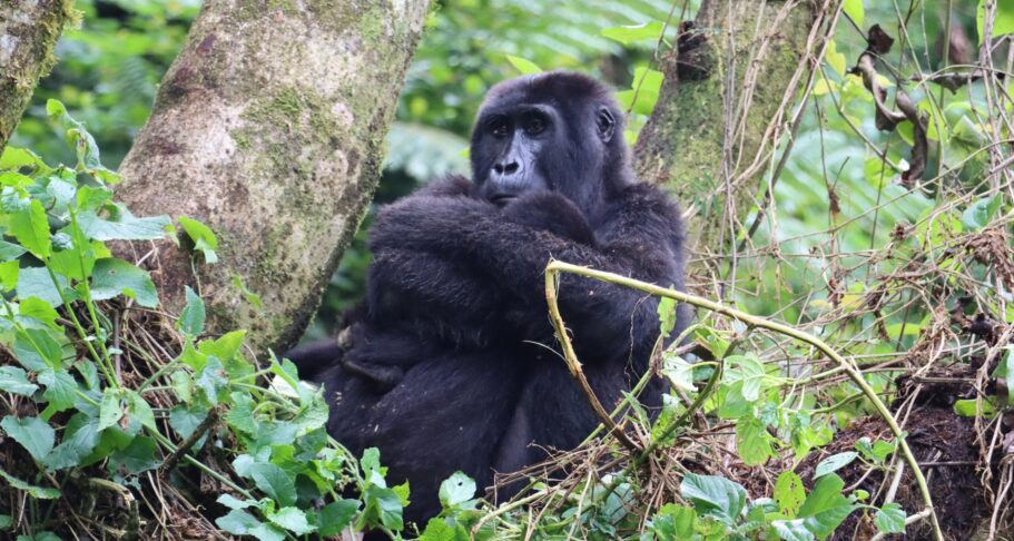 www.mukisasafarisuganda.com-adventure-safaris-travel-tour-operator-best-tour-murchison-falls-africa-uganda-gorillas-bwindi-bisoke-volcanoes-rwanda-scaled Uganda Primates Wildlife and Rafting